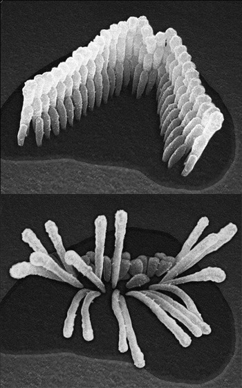 ear_cell_comparison1